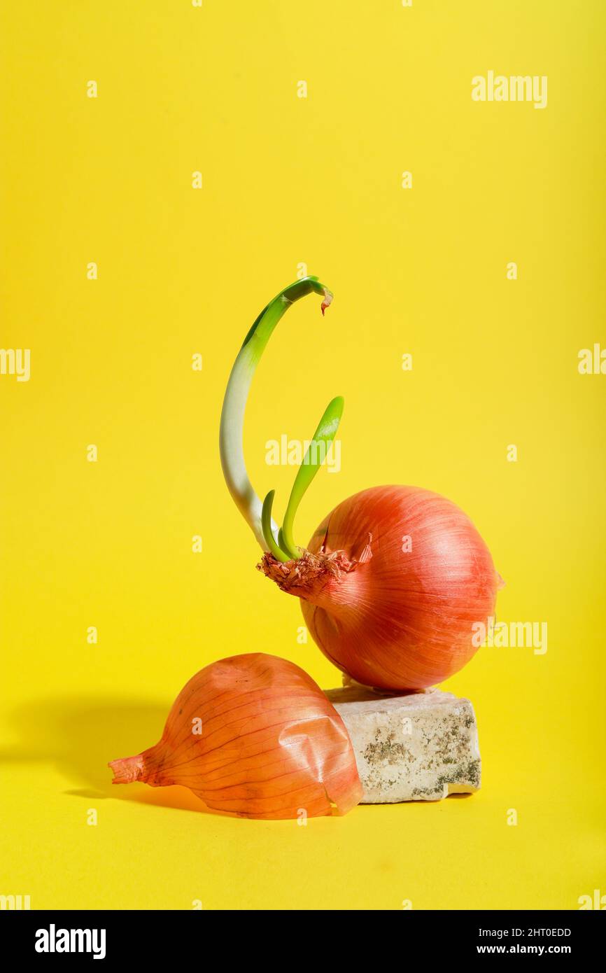 creative photo of onion sprouting on a yellow background Stock Photo