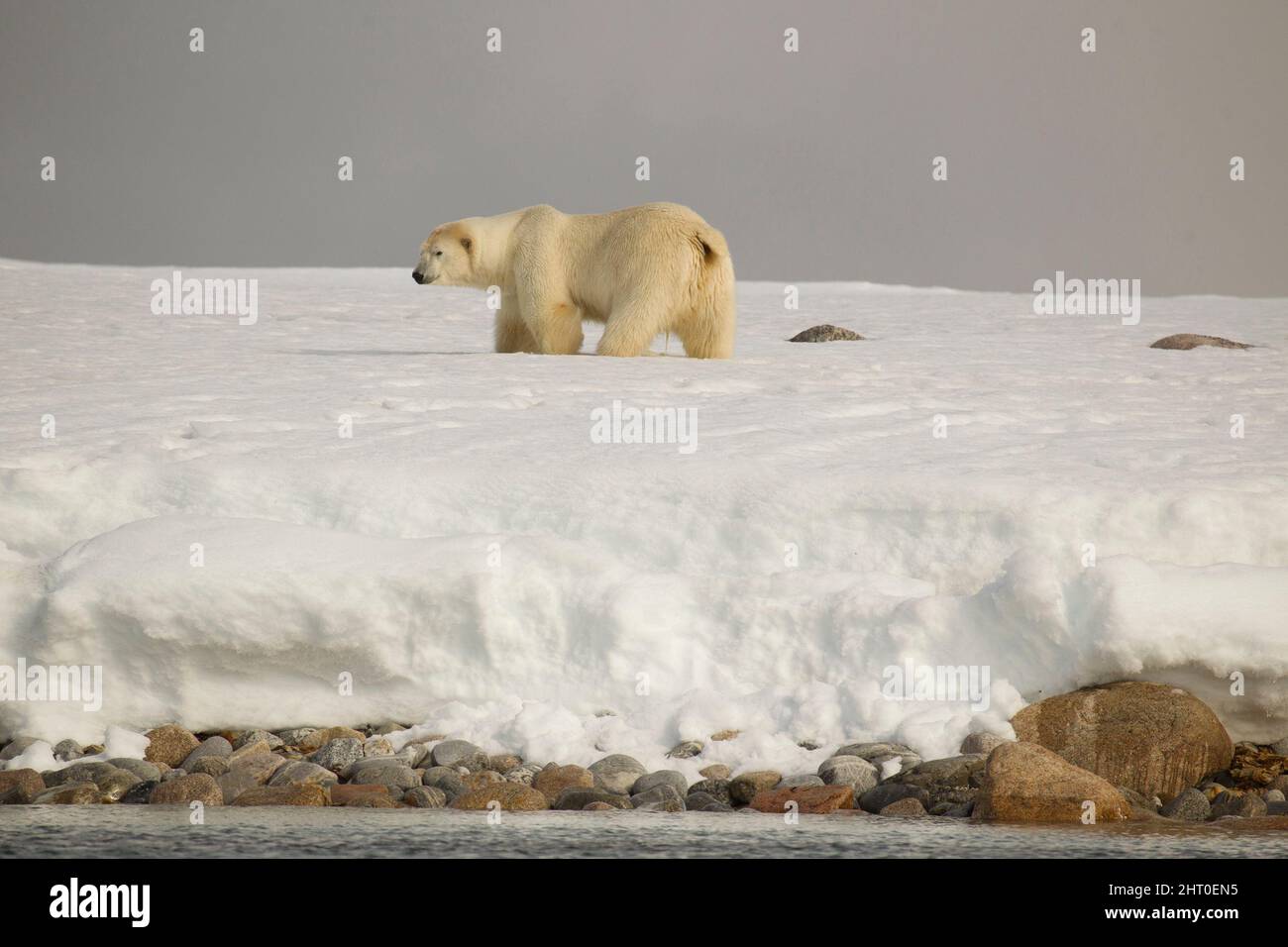 Polar Bear Ursus Maritimus Spitsbergen Island Svalbard Archipelago