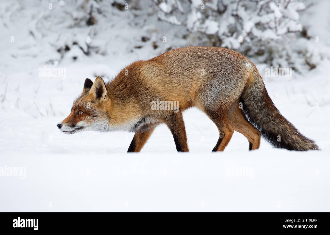 Red Fox in wintertime with snow and snowfall in nature on a cold day ...