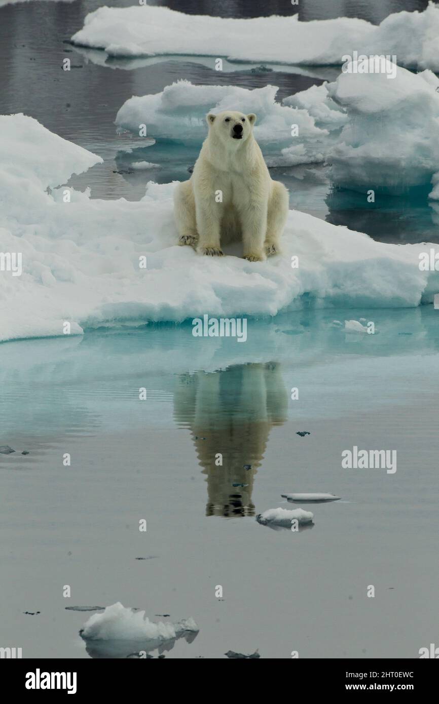 Polar Bear Ursus Maritimus Spitsbergen Island Svalbard Archipelago