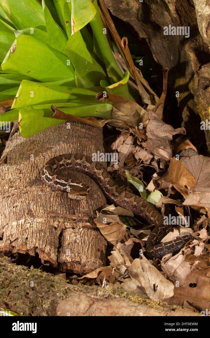 Godmanis montane pit viper hires stock photography and images Alamy