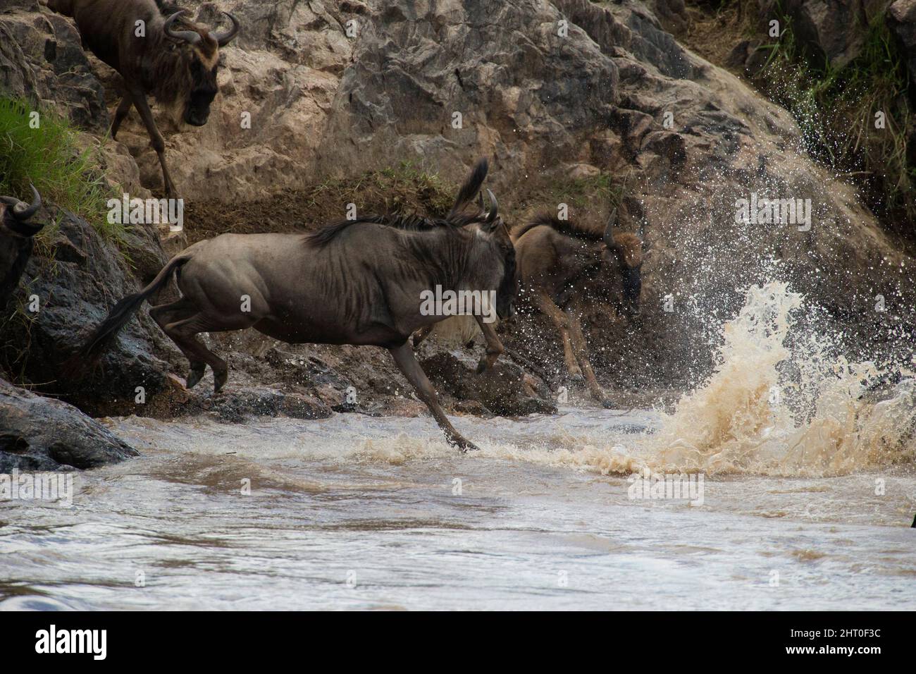 Blue wildebeest (Connochaetes taurinus) three animals hurling themselves from the Mara River bank to cross the river during the annual migration. Sere Stock Photo