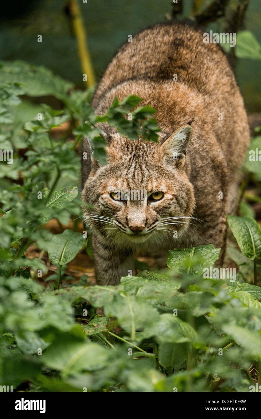 A furry vicious lynx on the grass in the wild Stock Photo