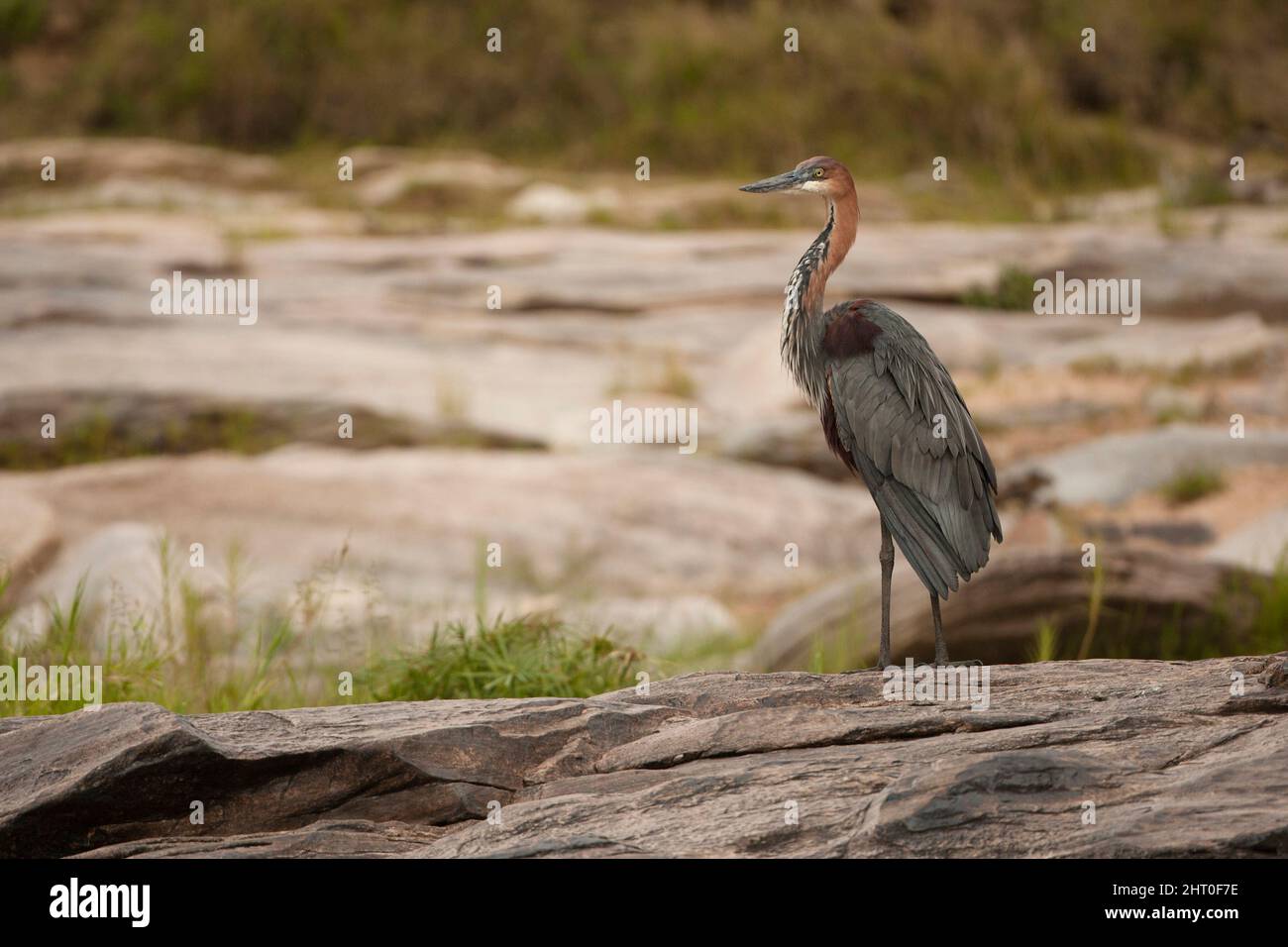 Goliath Heron Ardea Goliath On A Bank Above A River Masai Mara goliath-heron-ardea-goliath-on-a-bank-above-a-river-masai-mara