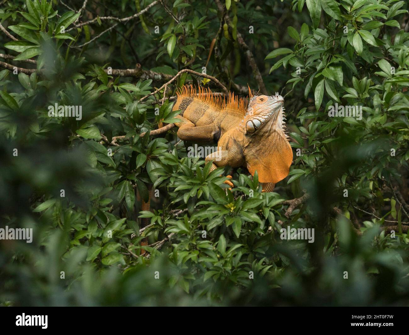 Image showcasing Green iguana (Iguana iguana) male with mating season orange colouring ...