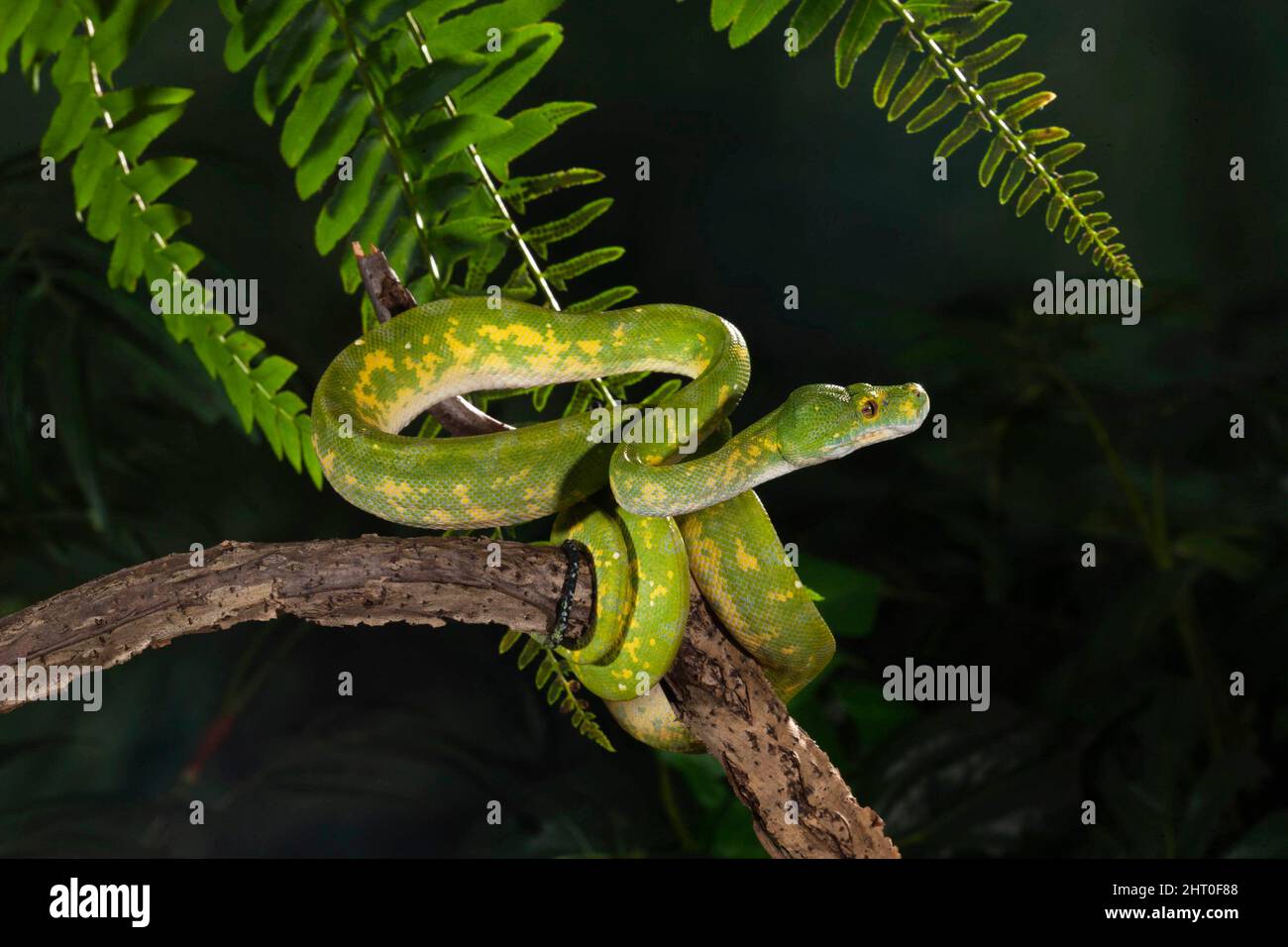 Green tree python (Morelia viridis) climbing a tree at night. Native to ...