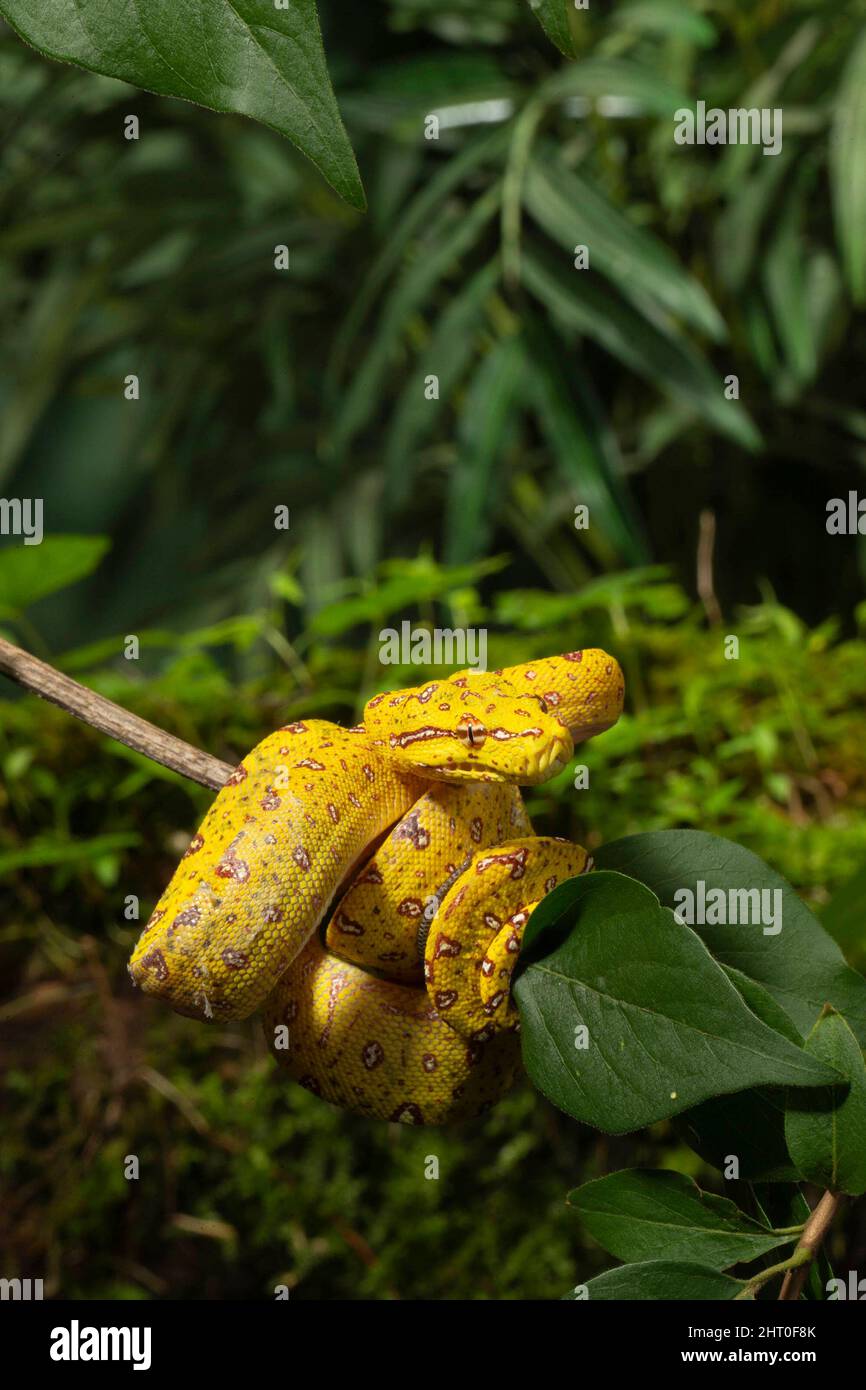 Green tree python (Morelia viridis), juvenile coiled on a branch. Native to New Guinea, some of Indonesia, Australia Stock Photo