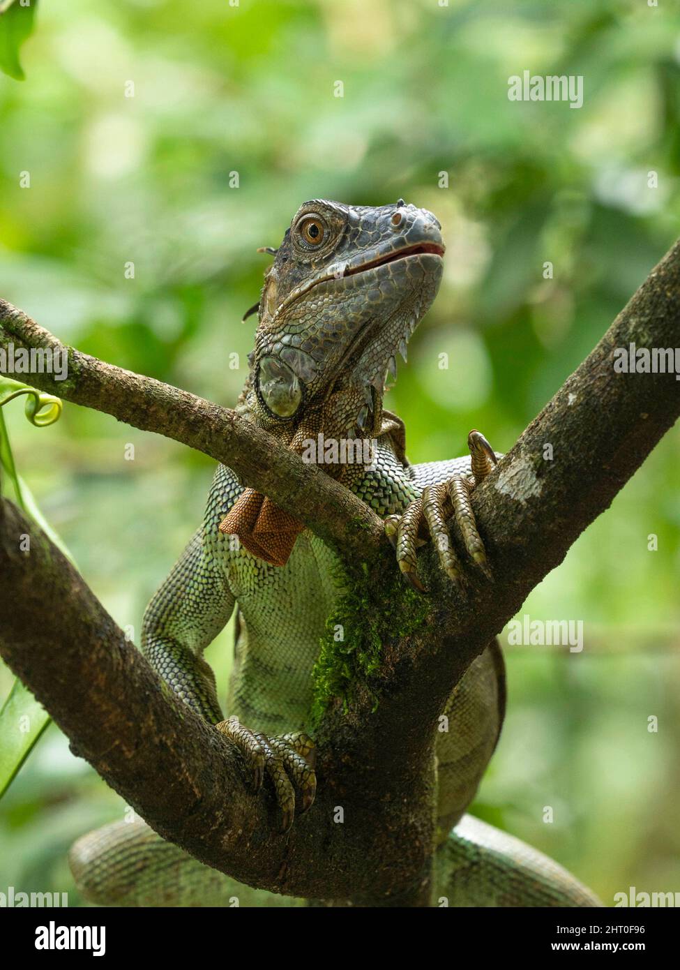 Green iguana (Iguana iguana) climbing. Arenal Volcano, Costa Rica Stock Photo