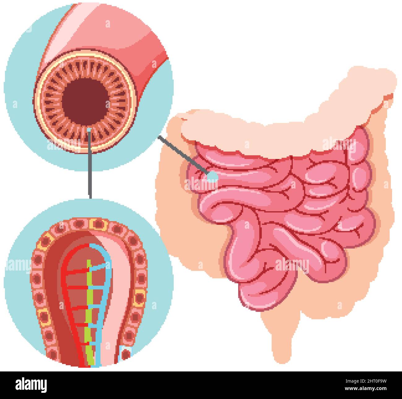 Diagram showing small intestine structure illustration Stock Vector