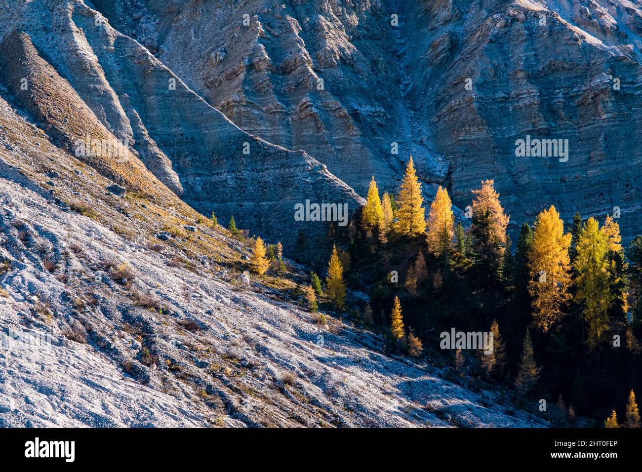 Colorful larches and pine trees at the foot of north faces and summits of Odle group, seen from Malga Geisler in autumn. Stock Photo