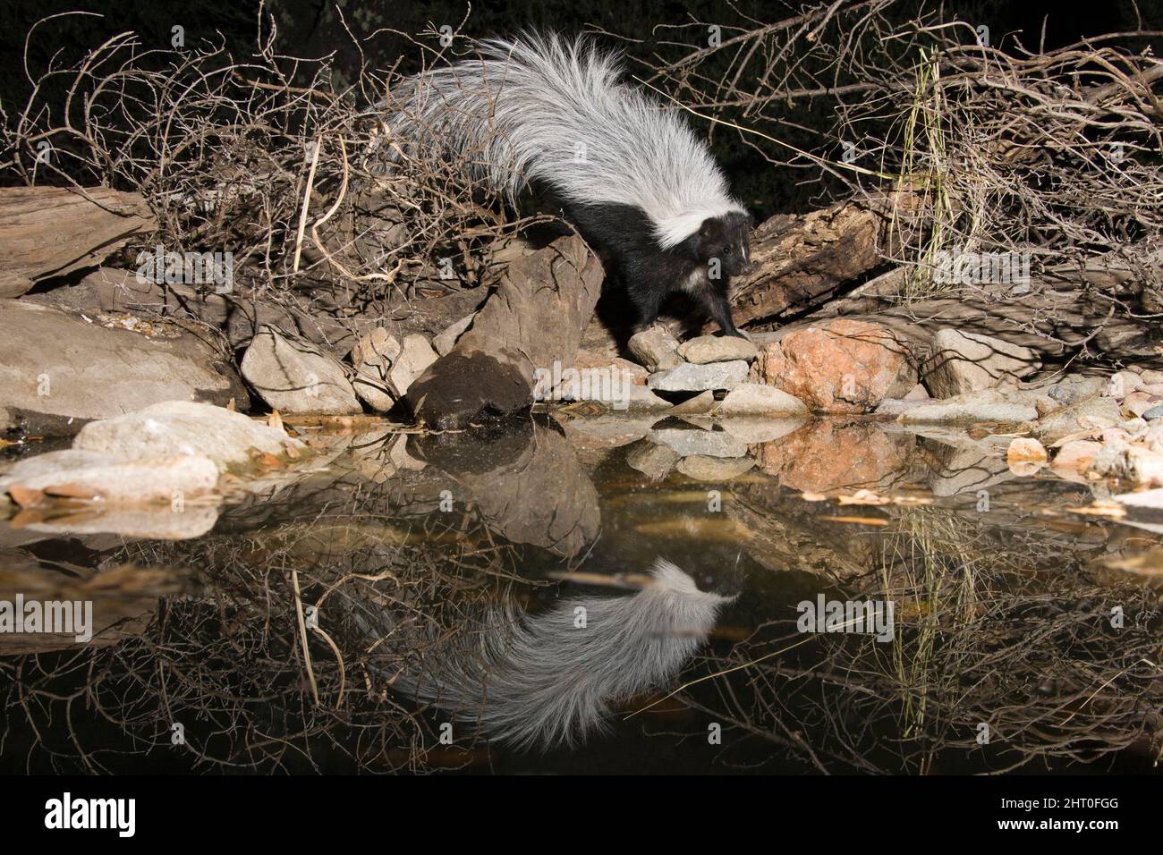 Striped skunk (Mephitis mephitis), wild skunk visiting a manmade water set. Central