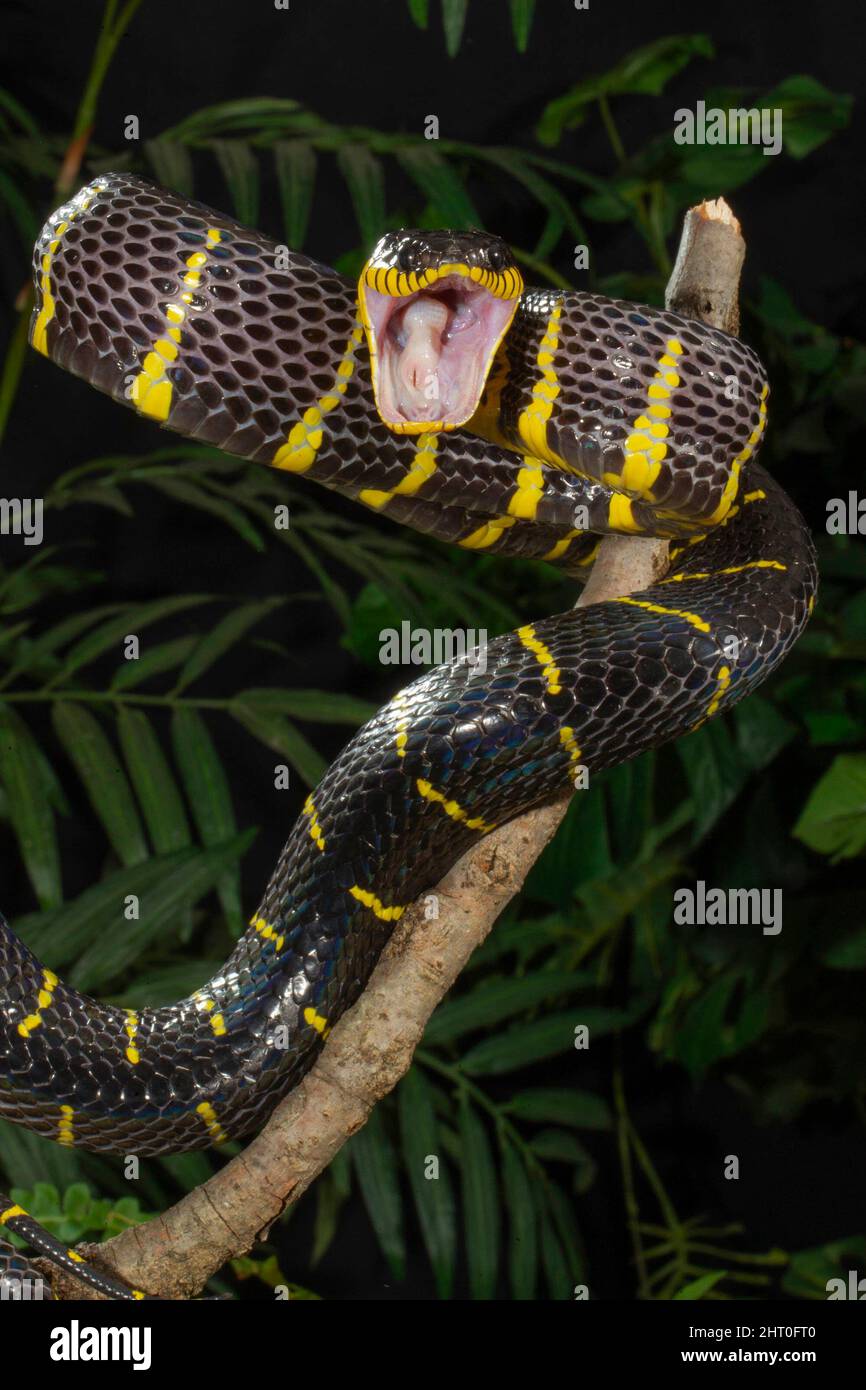 Gold-ringed cat snake (Boiga dendrophila gemmicincta), threat display. The snake is not dangerous for people. Native to Java, Indonesia Stock Photo