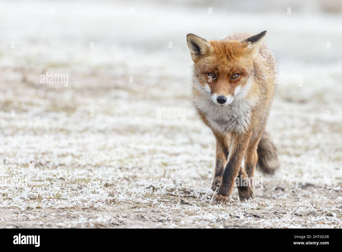 Red Fox in wintertime with snow and snowfall in nature on a cold day ...