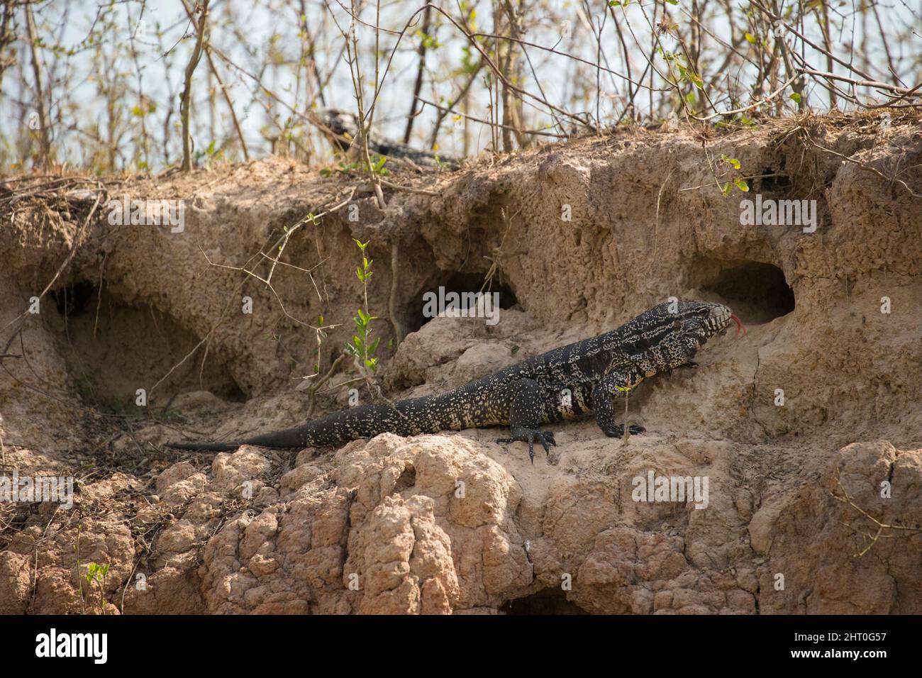 Argentine black and white tegu (Salvator merianae), at its burrow entrance on a riverbank. Pantanal, Mato Grosso Sur, Brazil Stock Photo