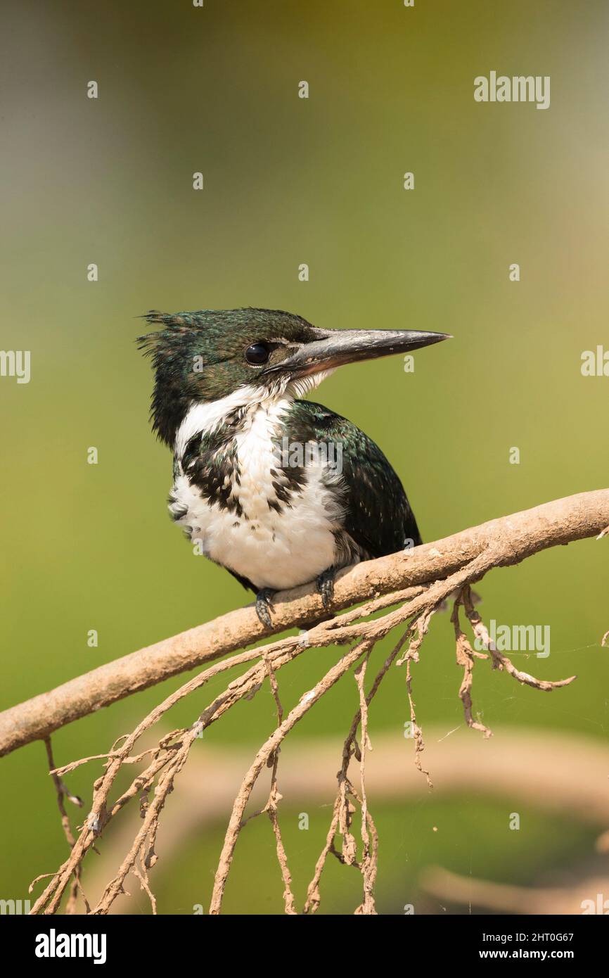 Green kingfisher (Chloroceryle americana) perched. Pantanal, Mato Grosso, Brazil Stock Photo