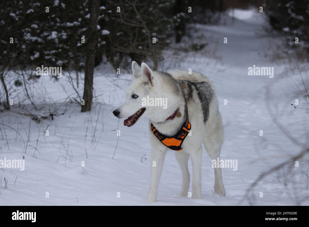 Closeup of a siberian husky in a snowy forest Stock Photo