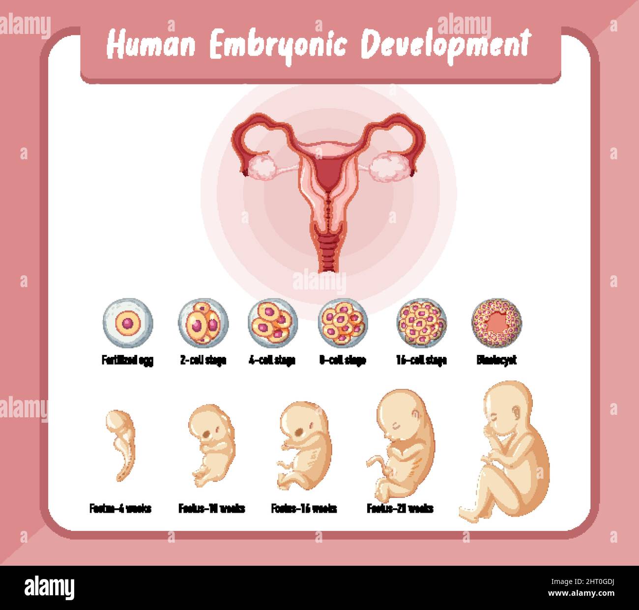 Human embryonic development in human infographic illustration Stock ...