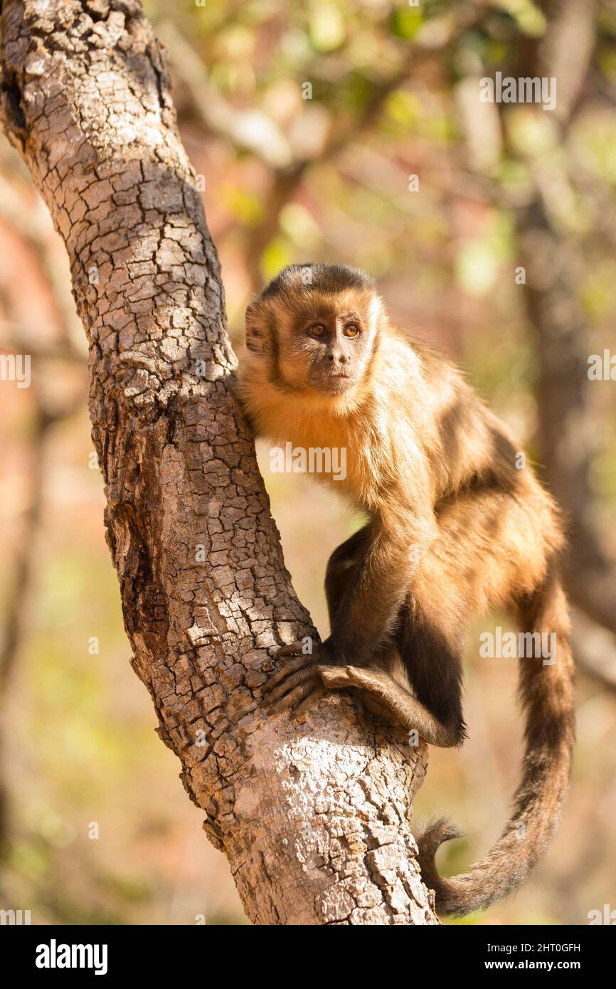 Margarita island brown capuchin hires stock photography and images Alamy