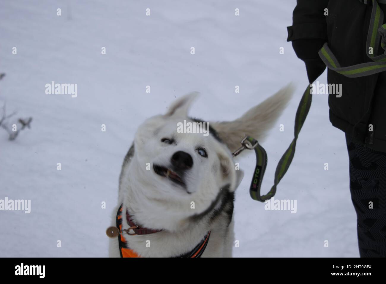 Closeup of a siberian husky in a snowy forest Stock Photo - Alamy