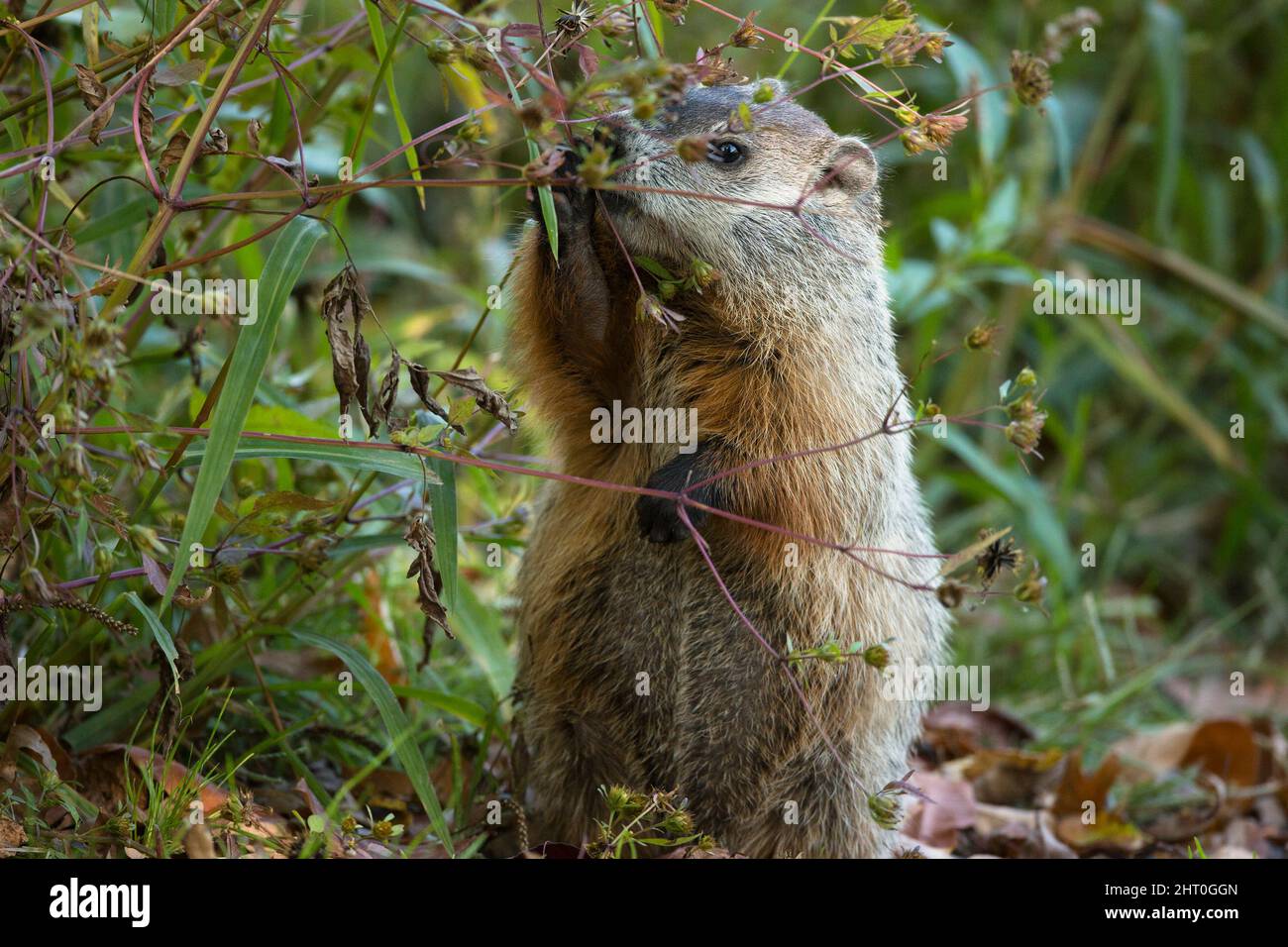 Groundhog (Marmota monax) grazing in a garden. Pennsylvania, USA Stock Photo