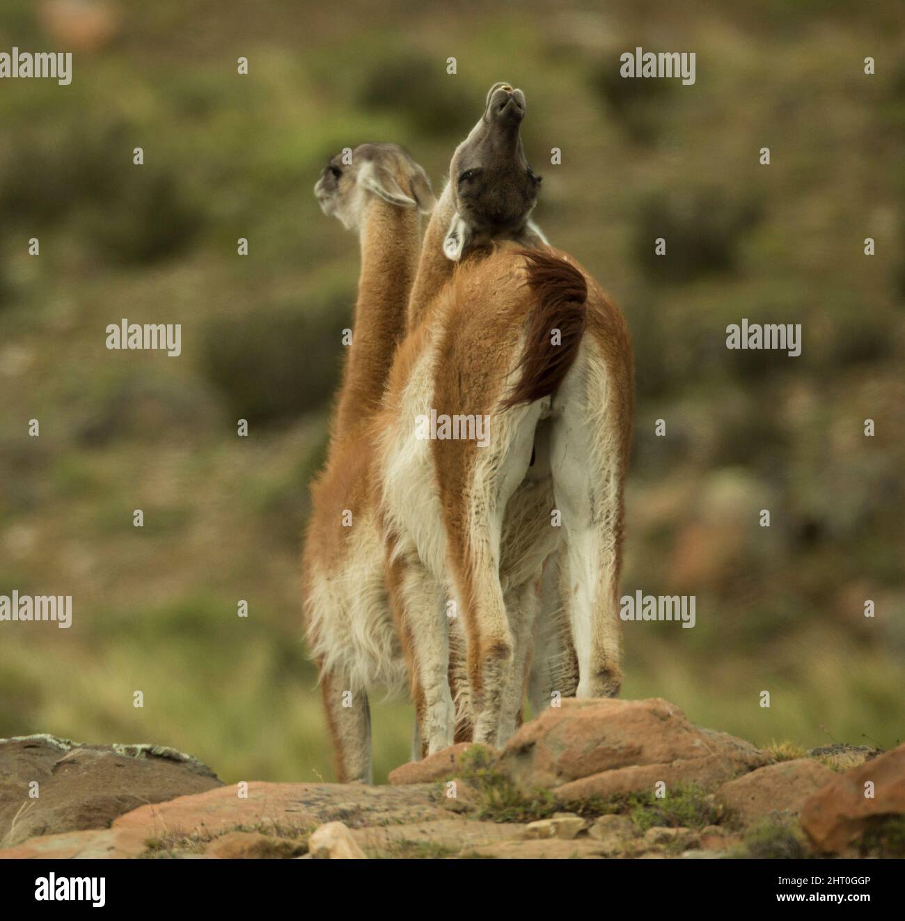 Guanaco (Lama guanicoe), two animals, one showing flehmen response. Torres del Paine National Park, Chile Stock Photo