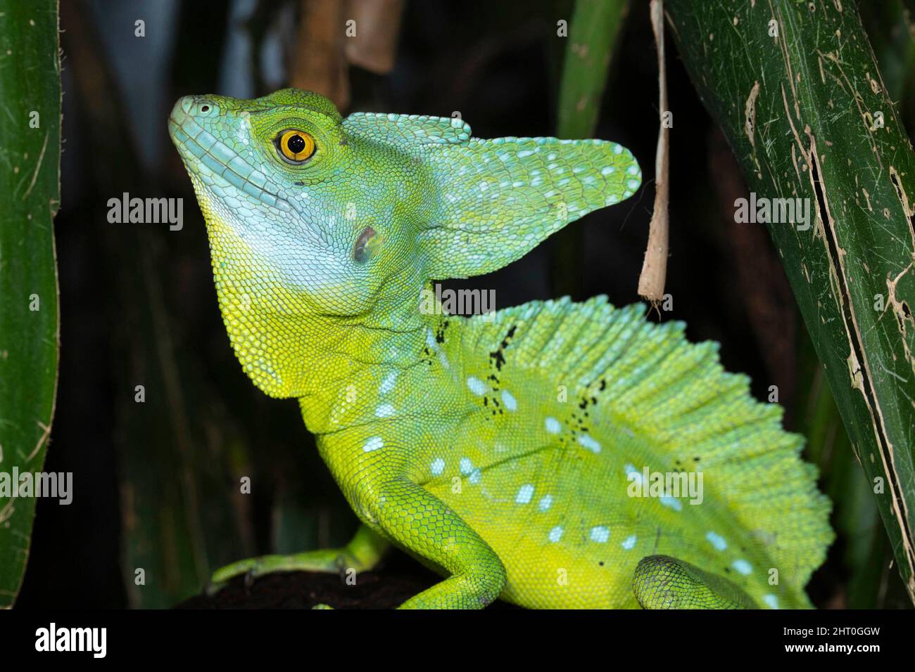 Plumed basilisk (Basiliscus plumifrons) male showing the crests on the head and on the back; it has a third on the tail. Females have only the head cr Stock Photo