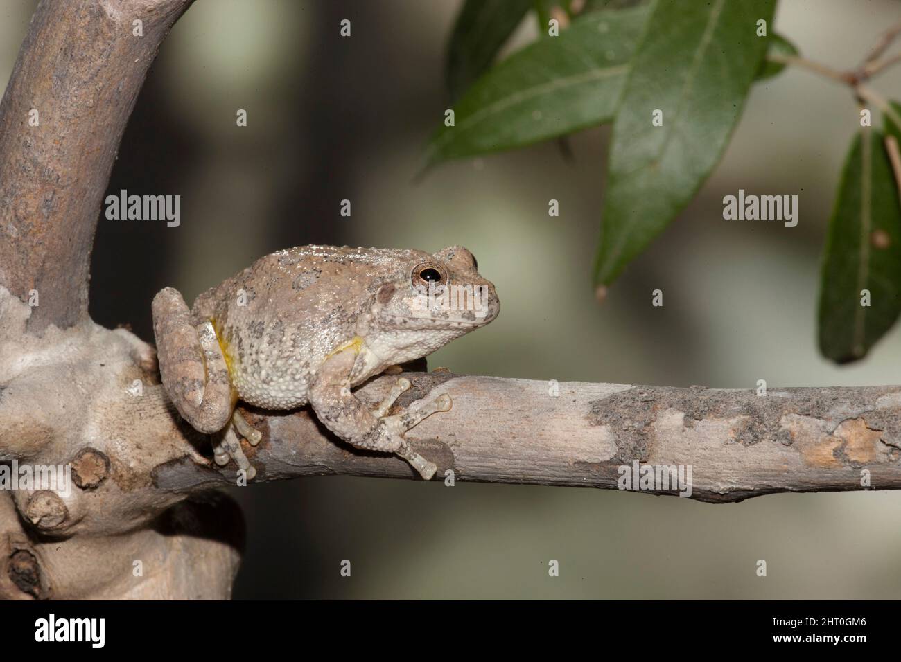 Canyon tree frog (Hyla arenicolor), crouched on slender branch, about 5 cm long. Madera Canyon, Santa Rita Mountains, Arizona, USA Stock Photo