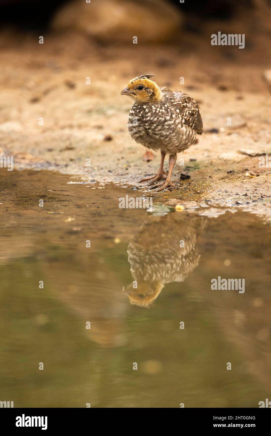Scaled quail (Callipepla squamata) by a pool. Rio Grande Valley, South