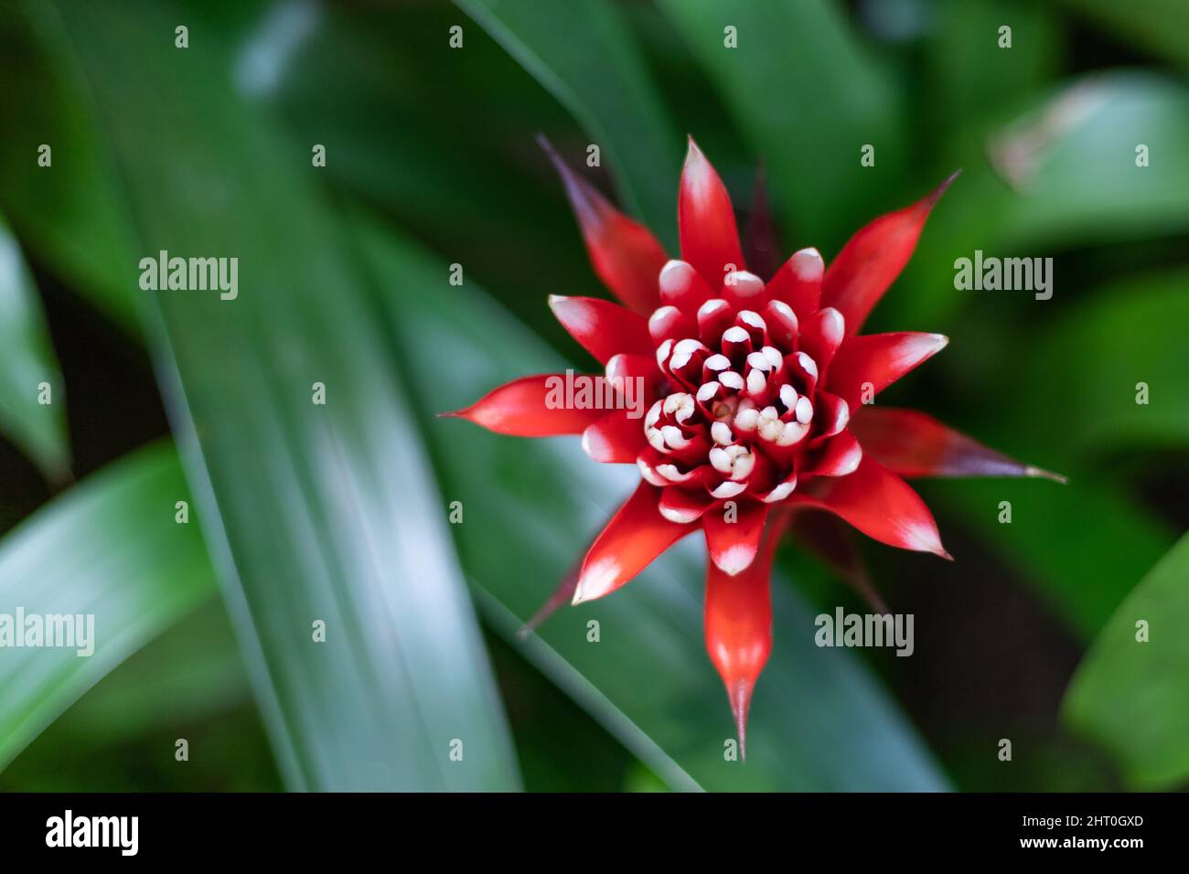 closeup of the flower of a bromelia guzmania magnifica plant, tropical plant specie from America Stock Photo