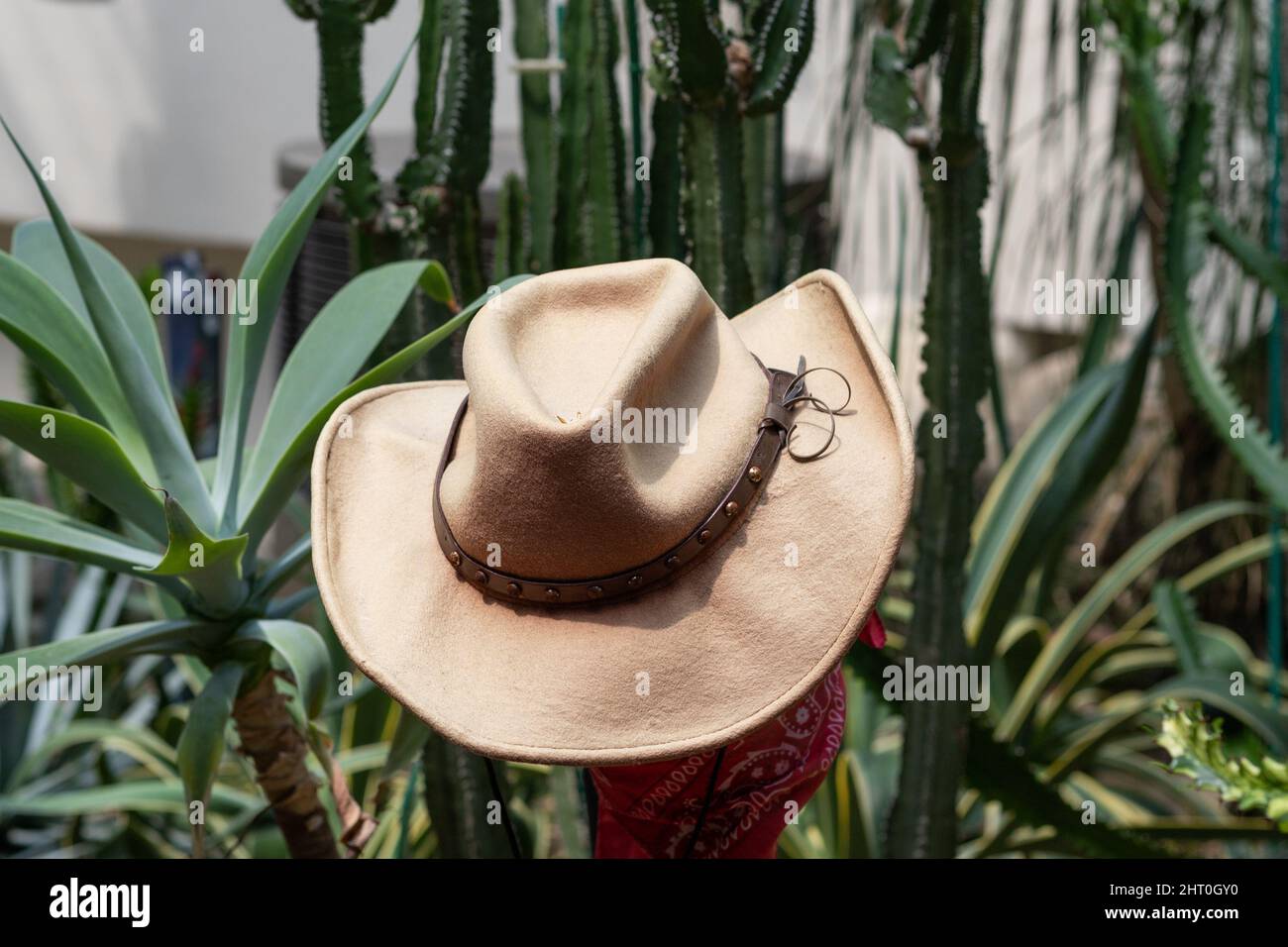 Cowboy hat among Cactus plants set of desert Stock Photo - Alamy