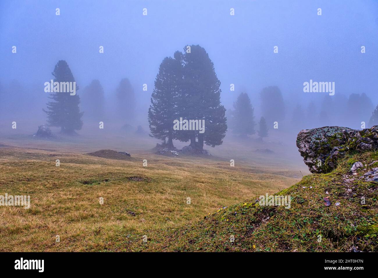 Trees mist fog alpine landscape hi-res stock photography and images - Alamy