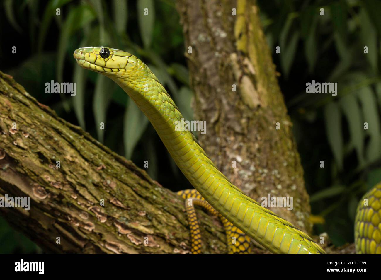 Western green mamba (Dendroaspis viridis), a very dangerous slender snake that can grow to 2.4 m but is usually between 1.4 and 2.1 metres long. It se Stock Photo