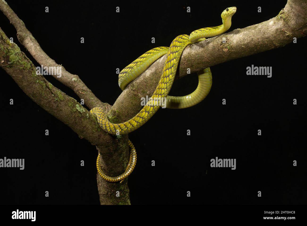 Western green mamba (Dendroaspis viridis), looped in a tree, a very dangerous slender snake that can grow to 2.4 m but is usually between 1.4 and 2.1 Stock Photo