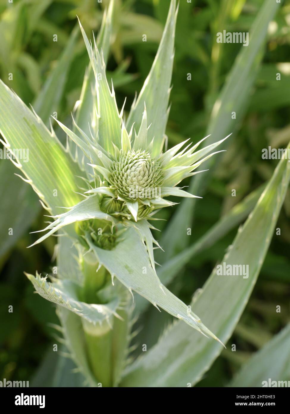 Close-up shot of a Rattlesnake Master wildflowers growing on the prairie on a sunny day Stock Photo