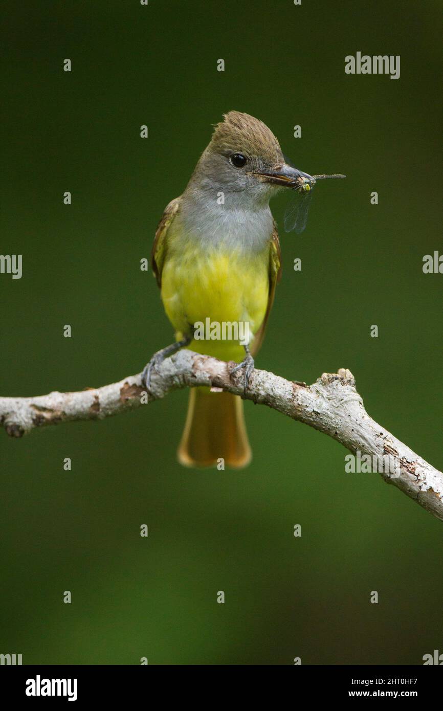 Great crested flycatcher (Myiarchus crinitus) adult holding an insect in  its bill. Central Pennsylvania, USA Stock Photo - Alamy