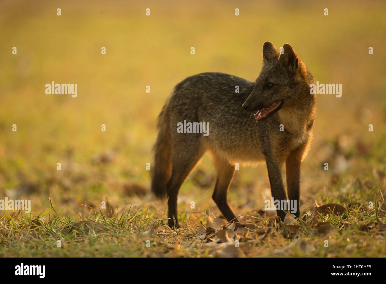 Crab-eating fox (Cerdocyon thous) hunting. Pantanal, Mato Grosso, Brazil Stock Photo