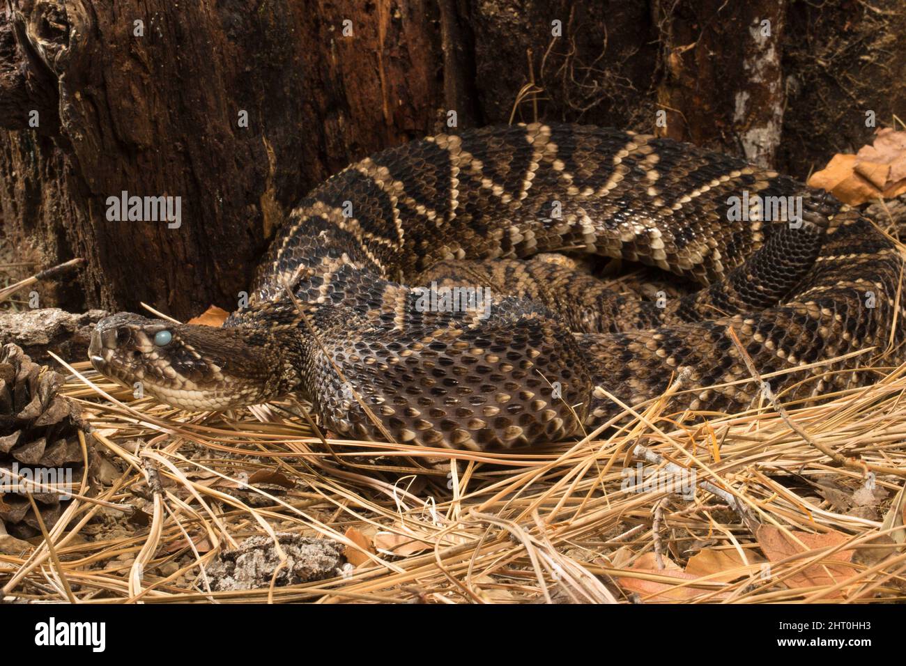 Eastern diamondback rattlesnake (Crotalus adamanteus) frequents pine and oak forests, upland dry pine forest, pine and palmetto flatwoods and coastal Stock Photo