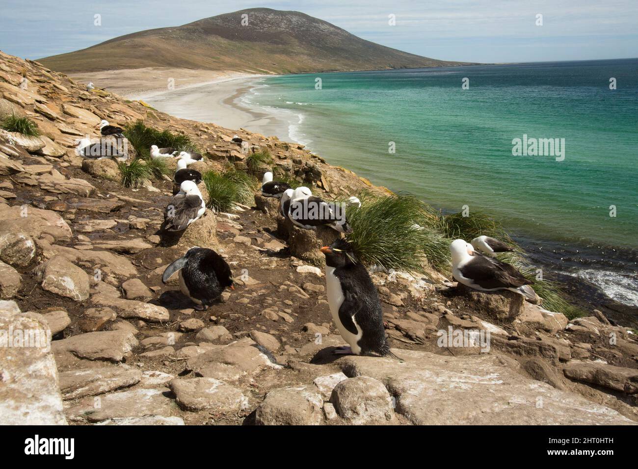 Southern rockhopper penguin (Eudyptes chrysocome) members of a colony nesting on a rocky slope above a bay. Saunders Island, Falkland Islands Stock Photo