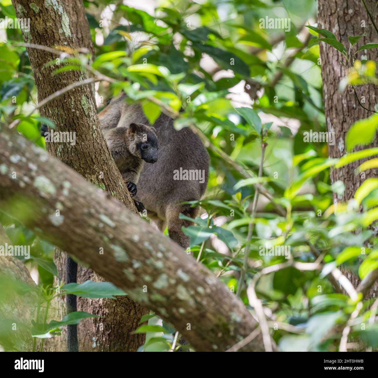 A cautious Lumholtz tree kangaroo mother and her young offspring stay partially hidden in the forest tree tops of Yungaburra, Queensland in Australia. Stock Photo