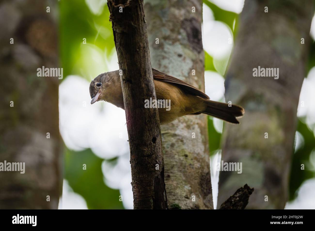 Looking up view of a Rufous shrike-thrush perched on a tree limb foraging for food in the tropical forest in Yungaburra, Queensland in Australia. Stock Photo