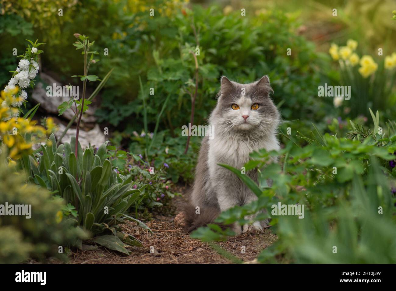 Cat sitting near flowers outdoor. Cute cat sit in a sunny summer garden ...