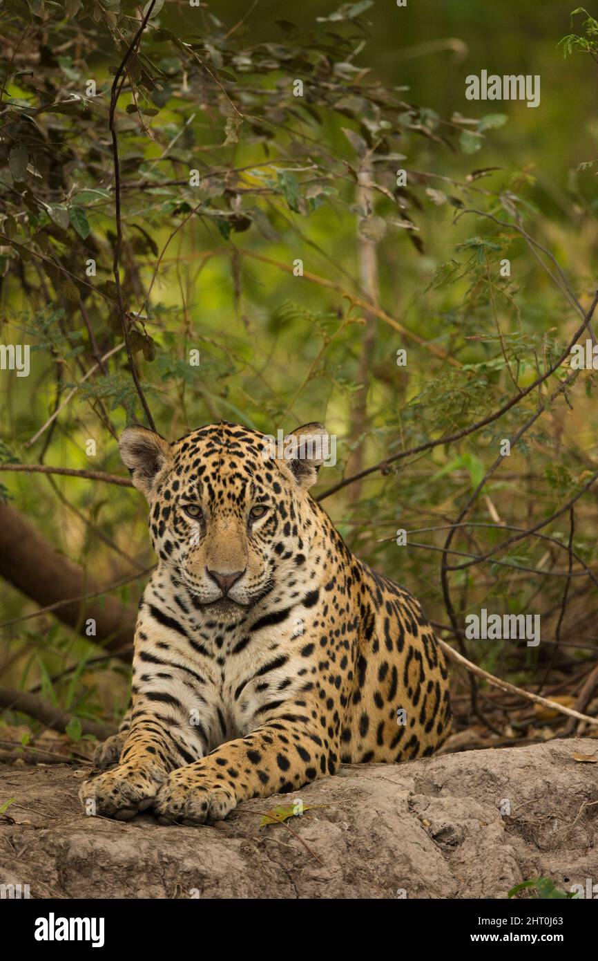 Jaguar (Panthera onca), resting on a boulder. Pantanal, Mato Grosso