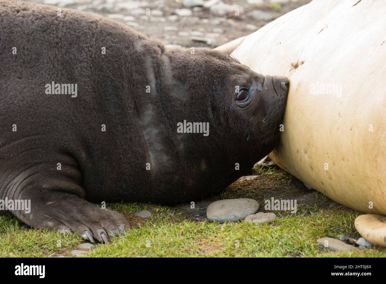 Southern elephant seal (Mirounga leonina) pup taking milk from its mother. Jason Harbour, South Georgia, Antarctica Stock Photo