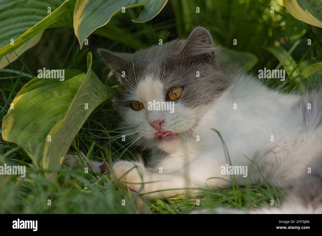 Kitten in the garden licking his face out of doors. Cat with tongue sticking out Stock Photo Alamy