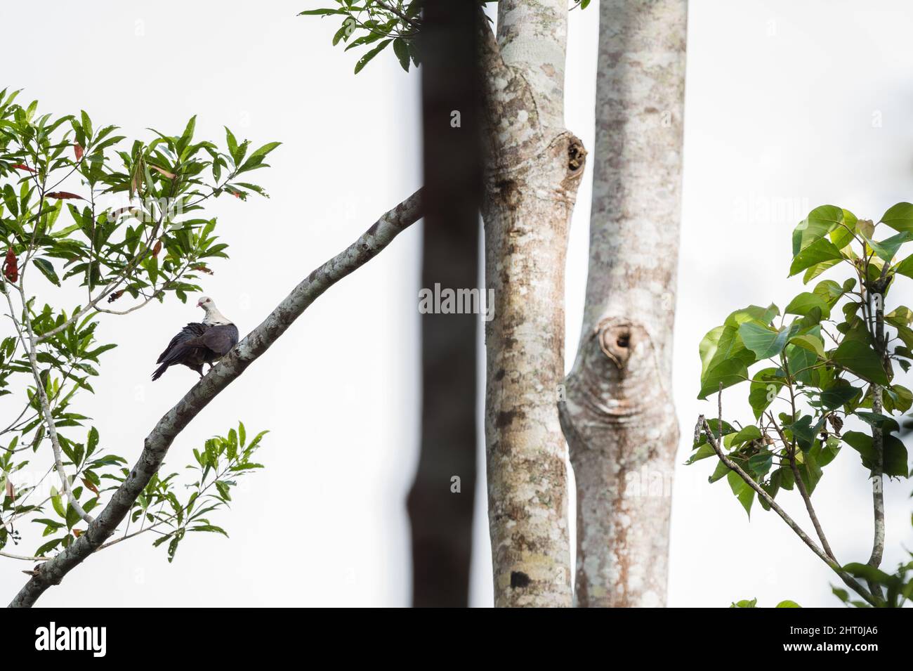 Environmental portrait in Yungaburra, QLD, Australia, of White-headed pigeon high on a forest limb, looking back at camera while attempting to preen. Stock Photo