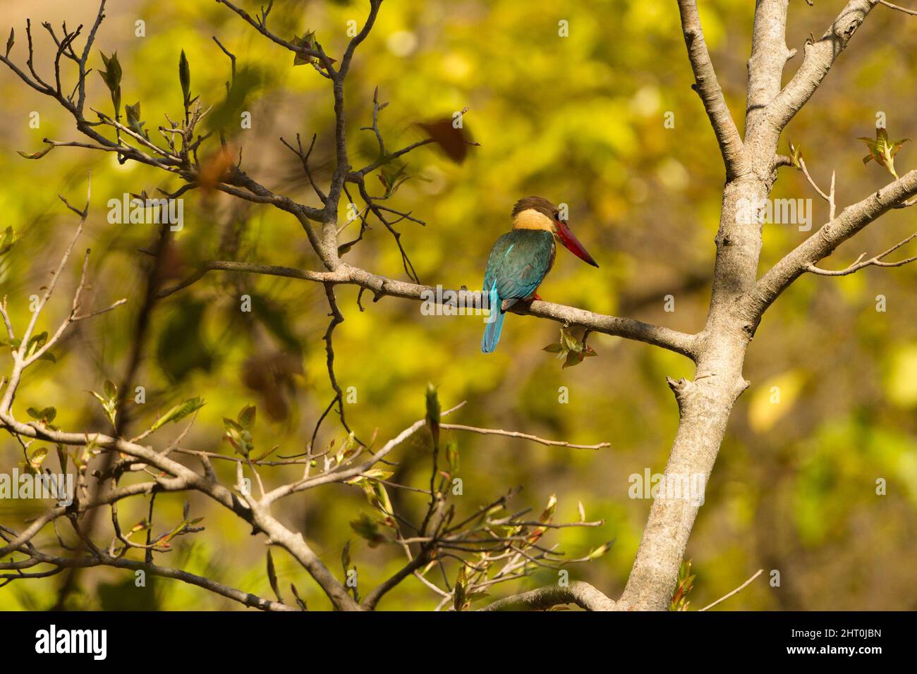 Stork-billed kingfisher (Pelargopsis capensis) hunting from a tree. Kanha National Park, Madhya Pradesh, India Stock Photo