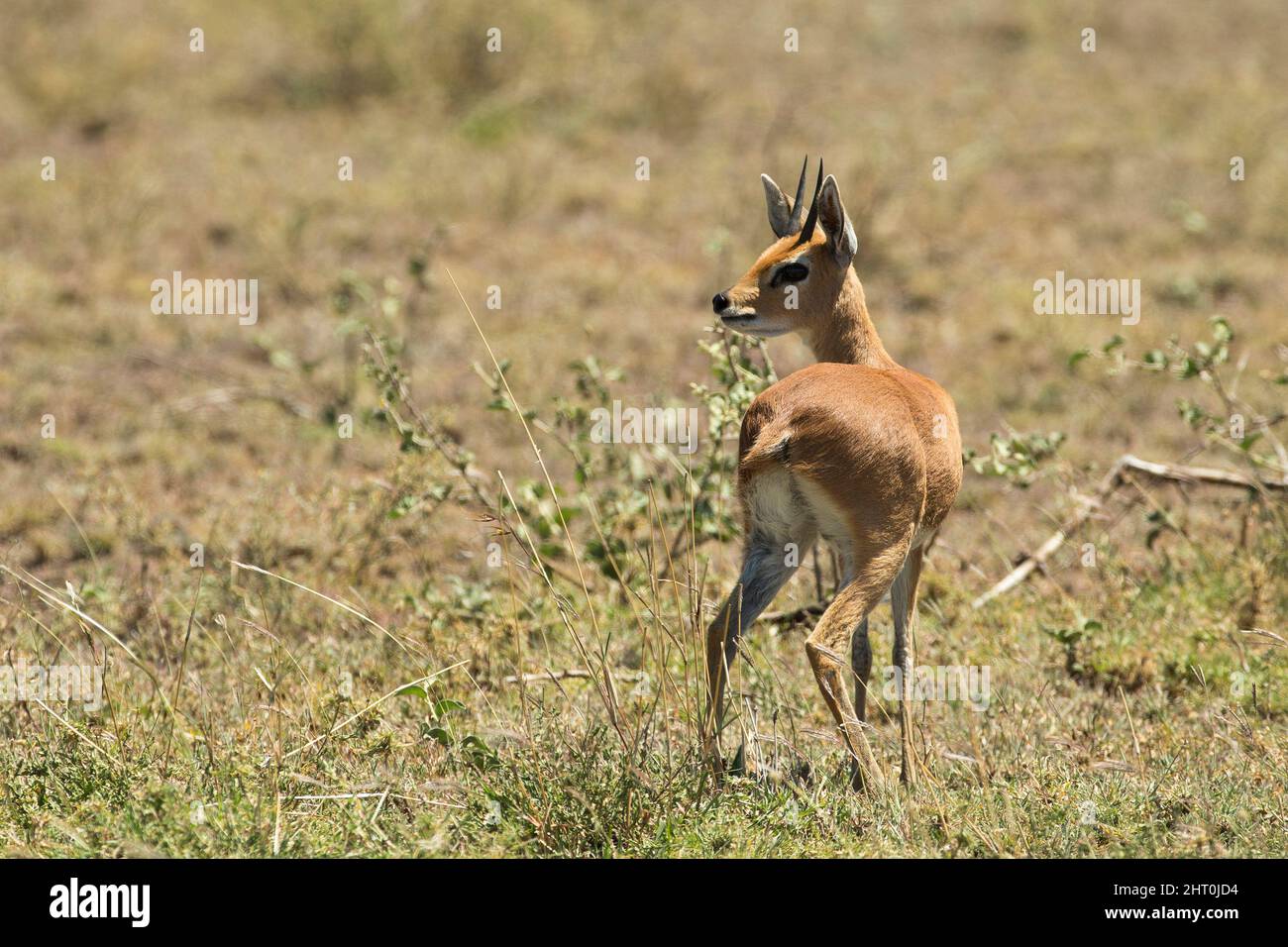 Steenbok (Raphicerus campestris), a small antelope, 45 to 60 cm at the shoulder, looking behind itself to check for danger. Serengeti National Park, T Stock Photo