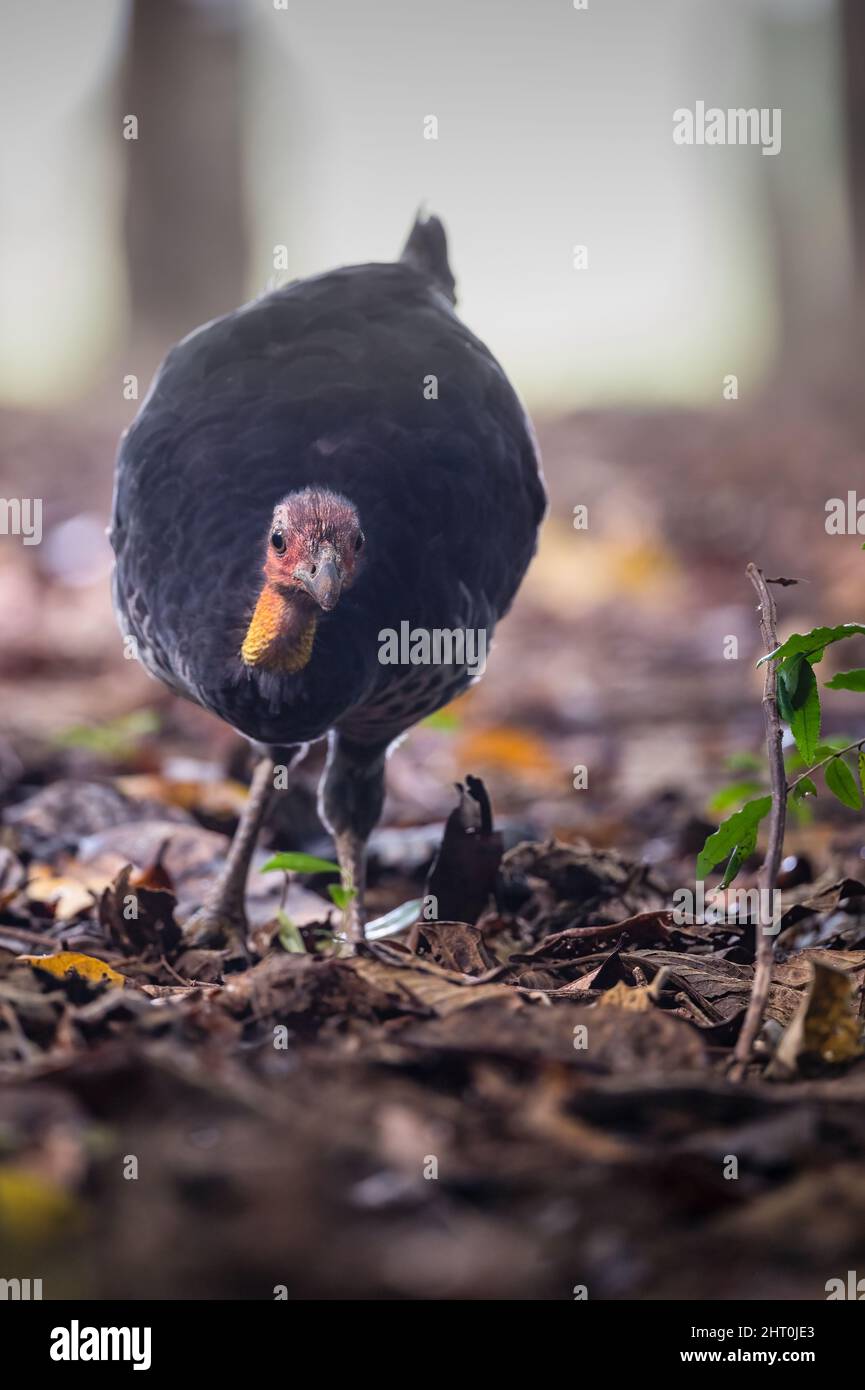 An Australian Brush-turkey slowly walking along the forest floor looking for breakfast in the leaf litter in Yungaburra, Queensland  in Australia. Stock Photo