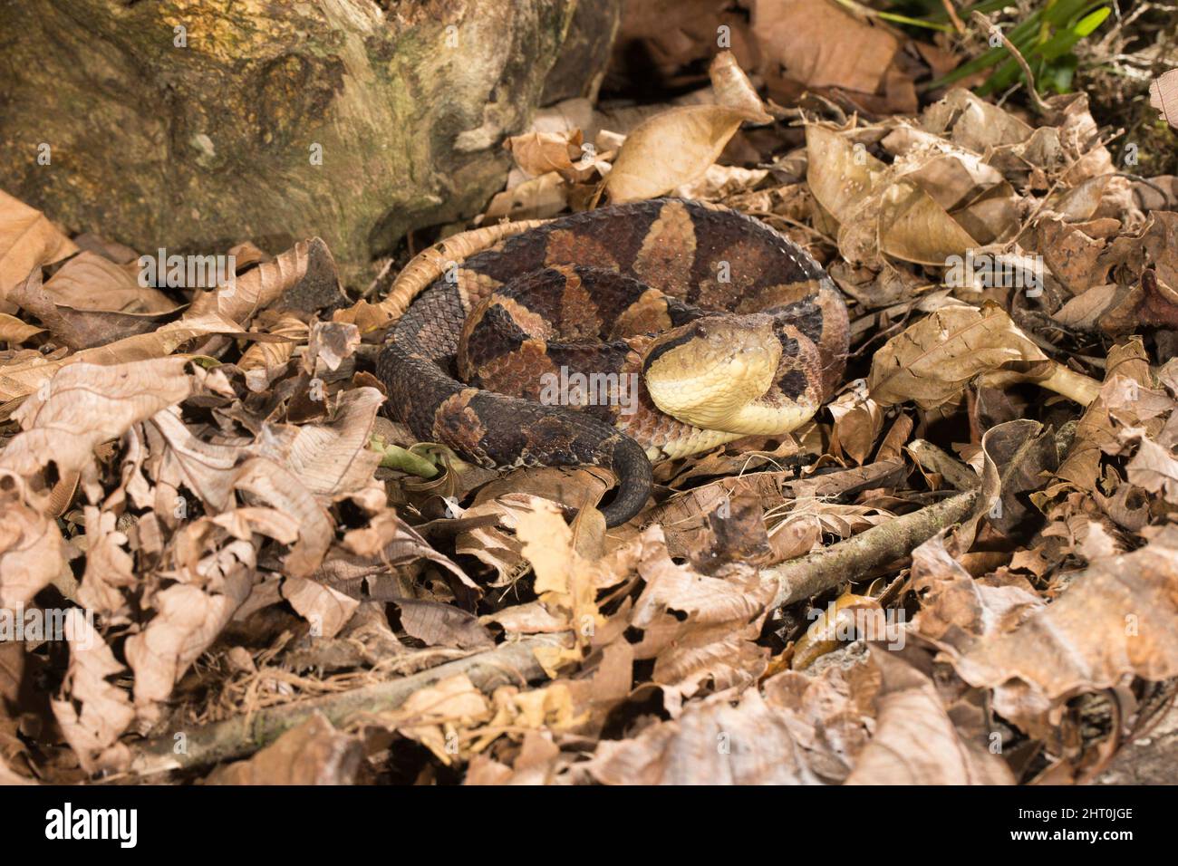 Jumping pit viper (Atropoides nummifer), well camouflaged snake in leaf