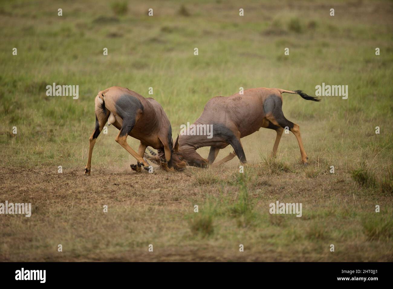 Topi (Damaliscus korrigum) two males fighting. Wounds can occur but often fights are only posturing, and a matter of pushing each other. Masai Mara Na Stock Photo